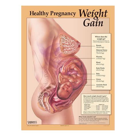 Maybe you would like to learn more about one of these? Healthy Pregnancy Weight Gain Chart | Childbirth Graphics