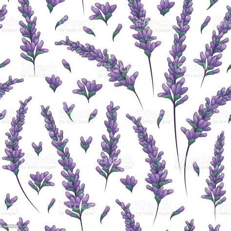 Vector Seamless Pattern With Illustration Of Lavender Isolated On White