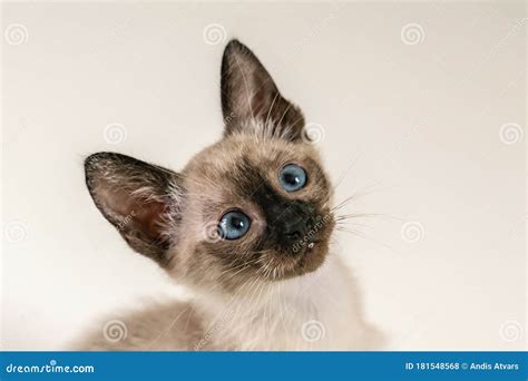 Close Up Face Of Purebred Thai Siamese Cat With Blue Eyes Sitting On