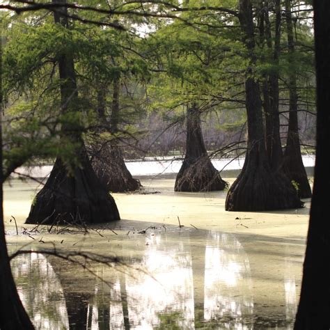 On The Bayou Cypress Trees Thriftyfun