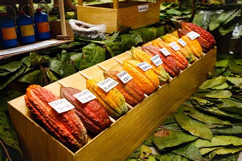 Peruvian Chocolate The Ultimate Cacao Lovers Guide Peru For Less