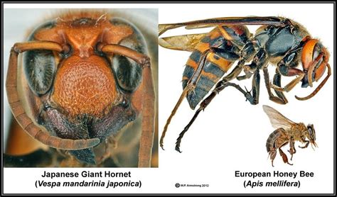Pin By Rick Smith On Japanese Giant Hornet Asian Giant Hornet Japanese Giant Hornet Hornet