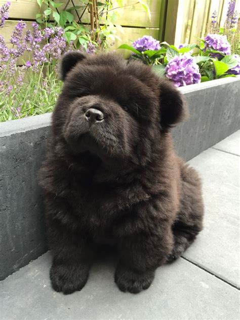 14 Cute Pictures Of Black Chow Chows That Will Make Your Mouth Smile