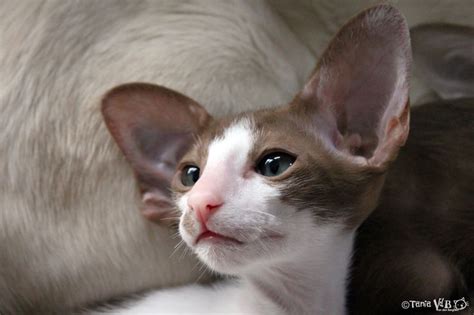 Osh Kitten Oriental Shorthair Colour Cinnamon Bicolor