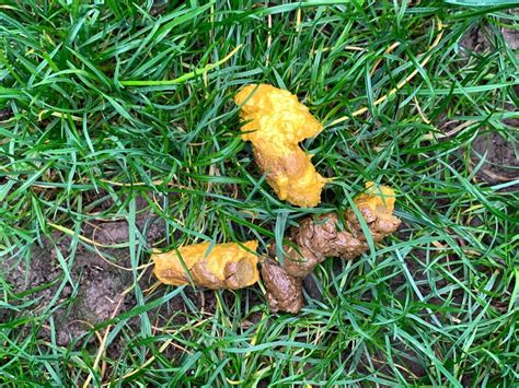 Why Is My Dogs Poop Yellow And Runny