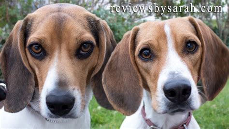 Top 5 Reasons Why I Love My Beagles Beagles Are Great Dogs Youtube