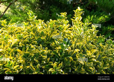 Euonymus Japonicus Green Hedge Hi Res Stock Photography And Images Alamy