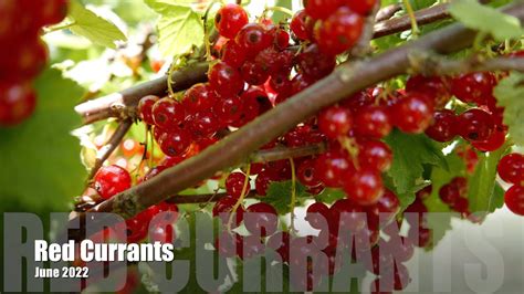 Red Currants YouTube