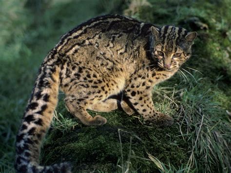 5 Types Of Wild Cats In Borneo