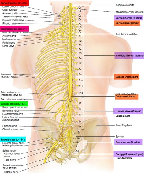 Diagram Of Human Spinal Cord Spinal Cord Diagram Labeled Anatomy Porn