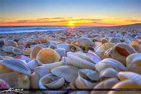 Seashells At The Beach Stuart Florida Hdr Photography By Captain Kimo