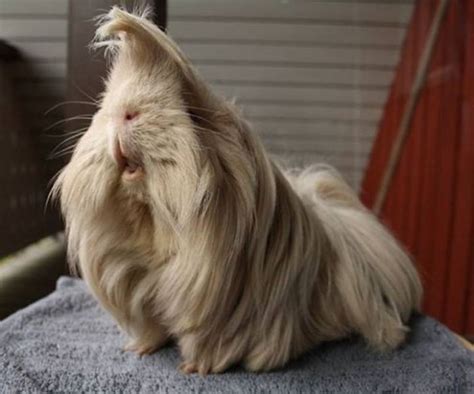 Baby long haired guinea pig fast track caviary, award winning breeder of long haired guinea pigs, is offering for sale a tsw (black/red/white). Marsujen majesteettiset turkit - hulvattomat kuvat!