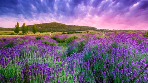 Lavender Fields Of Provence Under A Beautiful Sky France Wallpapers