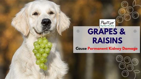 Grapes And Raisin Poisoning In Dogs Symptoms And Treatments Pupkitt Pet