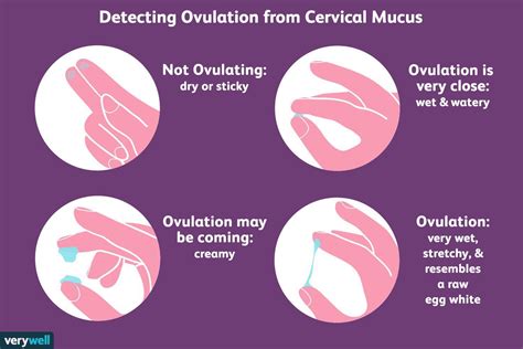 Pin By Maria Emilia Zebadua On Menstruacion In 2021 Cervical Mucus Cervical Mucus Chart Mucus