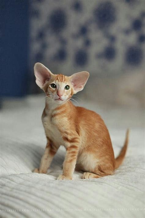 Orange Oriental Shorthair Oriental Shorthair Cats Cat Breeds Pretty