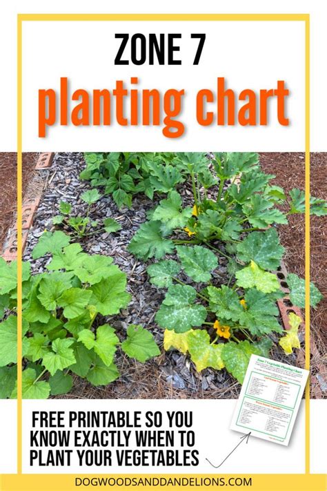 Zone 7 Vegetable Planting Chart Fall Vegetables To Plant Fall Garden