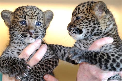 Evolution Javan Leopard
