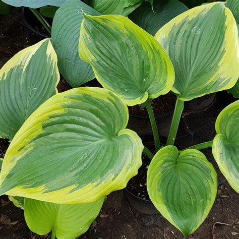 Hosta Final Victory Buy Plantain Lily At Coolplants
