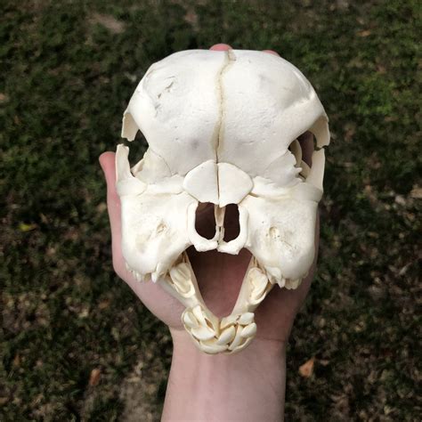 Calf Skull With Bulldog Syndrome Oddarticulations Llc