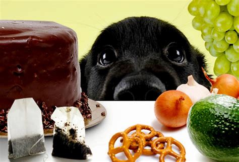 Toxic Dog Foods What You Should Not Feed Your Retriever