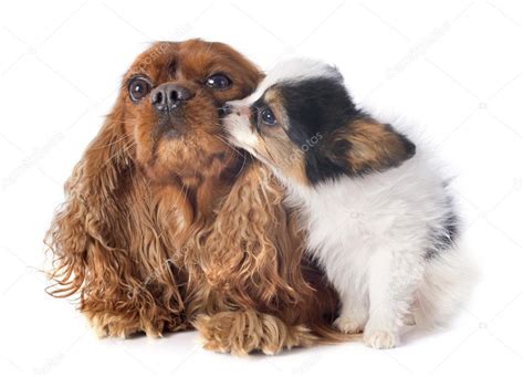 Papillon Puppy And Cavalier King Charles — Stock Photo © Cynoclub 40615977
