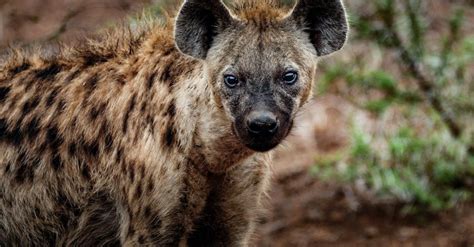 12 Hyperactive Facts About Hyenas Fact City