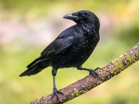 Hooded Crow Bird Facts Corvus Cornix Bird Fact