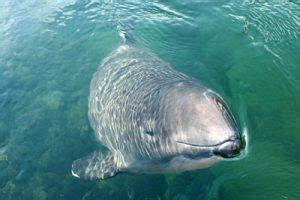 Besonders charakteristisch ist die form des kopfes und der zähne. Der Schweinswal - Schweinswale e.V.