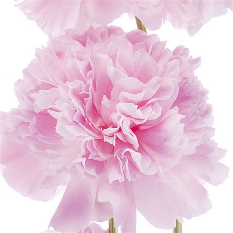 Maybe you would like to learn more about one of these? January Birth Flower - Carnations | Pollen Nation