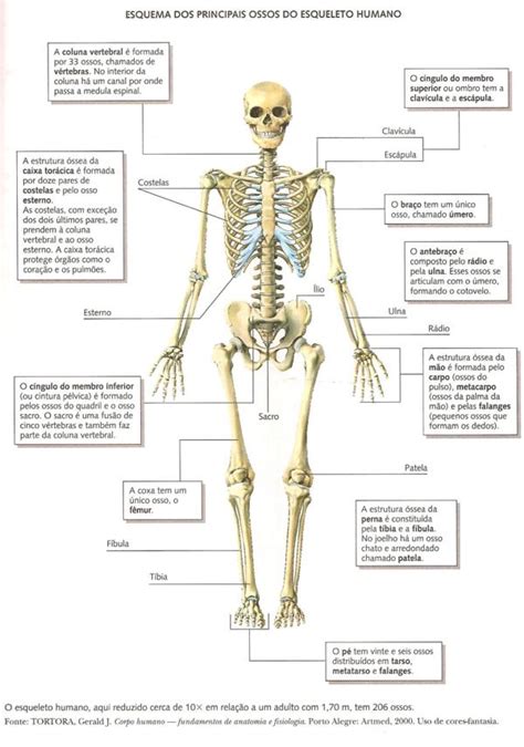 Sistema Esquelético Ossos Do Corpo Humano Planeta Biologia