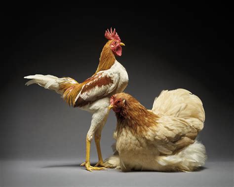 Mengenal Perbedaan Fisik Serta Sifat Ayam Jantan Dan Betina Saat Dewasa