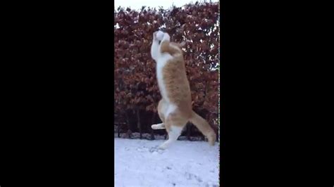 Swakke The Cat Catches Snowball In Slomo Youtube
