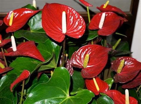It's covered in flowers from spring until frost. Aroid flowers - Randy's Tropical Plants