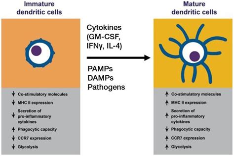 Dendritic Cell Overview Thermo Fisher Scientific US