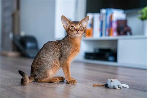 Abyssinian Cat Breed Profile Personality Care Pictures
