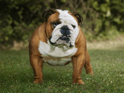 English Bulldog Facts Temperament And Care With Pictures