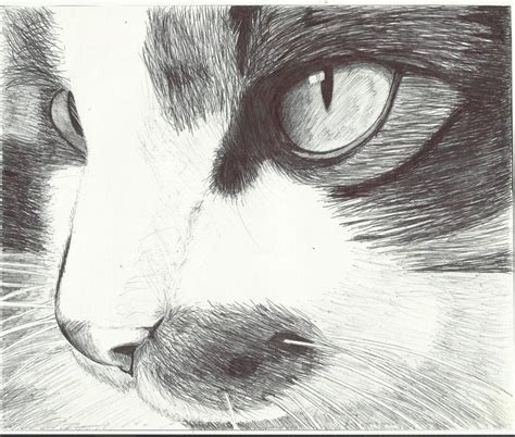 Dibujos A Lapiz De Gatos Como Dibujar Un Gato Facil Paso A Paso A