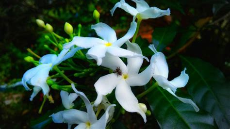 Menakjubkan 20 Gambar Bunga Berwarna Putih Gambar Bunga Indah