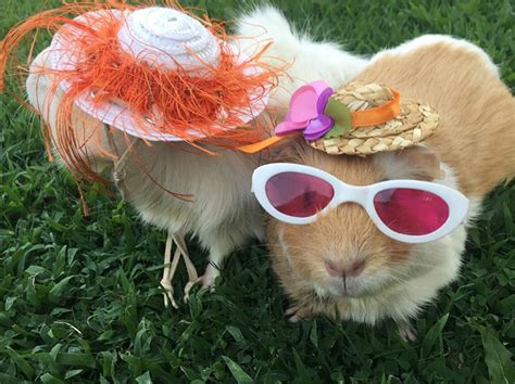 13 Epically Cute Guinea Pig Costumes That Win Halloween Bechewy