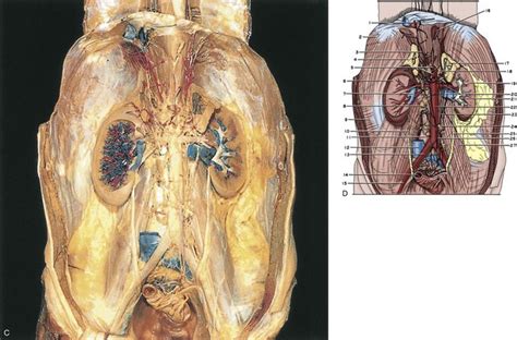 Surgical Anatomy Of The Retroperitoneum Adrenals Kidneys And Ureters