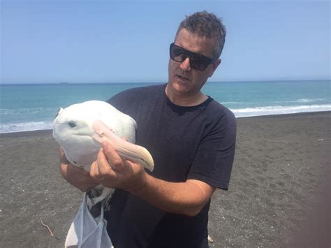 Dead Albatross May Save Us Greenpeace New Zealand