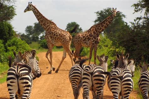 10 Days Lake Manyara Ngorongoro Serengeti And Zanzibar Safari Tour