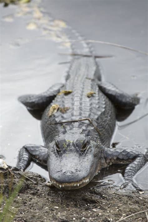 Adult Alligator In A Swamp At Orlando Wetlands Park Stock Photo Image