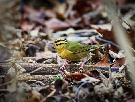 Troy Marcy Photography Worm Eating Warbler