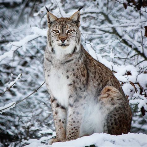 Magnificent Lynx Wild Cats Animals Wild Big Cats