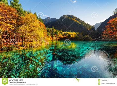 Submerged Tree Trunks In Azure Water Of The Five Flower Lake Stock