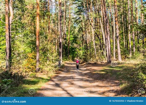 In The Autumn Pine Forest Stock Image Image Of Hiking 167032355
