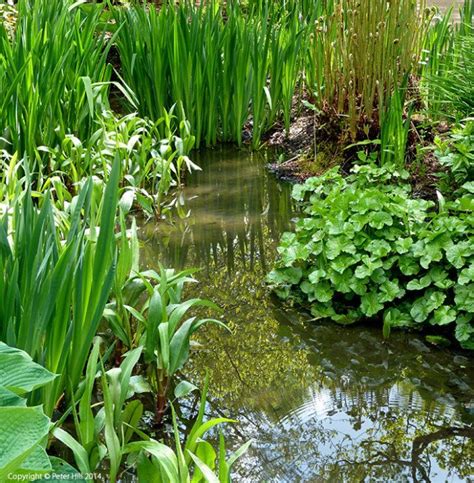 Wildlife Ponds Focus Magazines