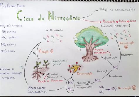 No Total Quantos átomos Tem O Terço De Nitrogênio